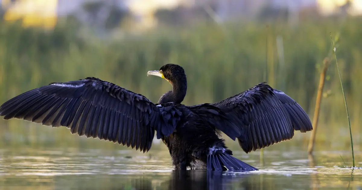 Erzincan'daki sığınak 149 göçmen kuşu türüne ev sahipliği yapıyor