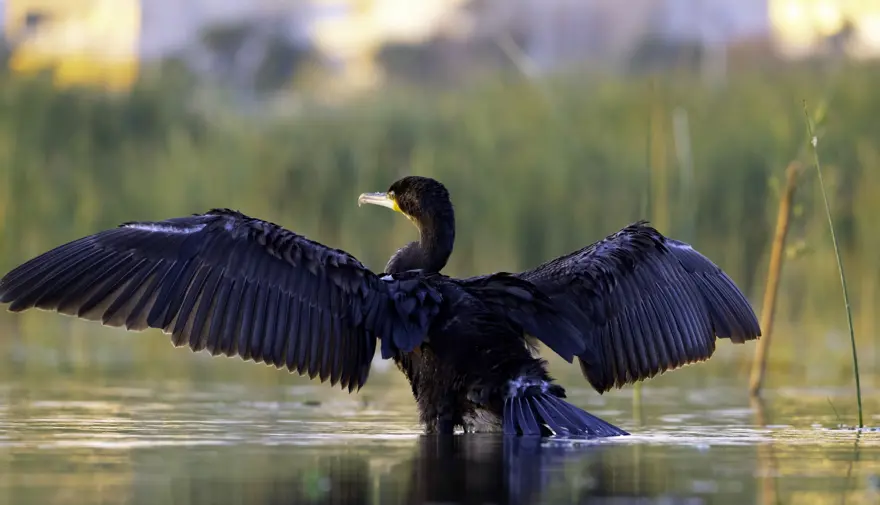 Erzincan'daki sığınak 149 göçmen kuşu türüne ev sahipliği yapıyor 2 Erzincan'daki sığınak 149 göçmen kuşu türüne ev sahipliği yapıyor 2