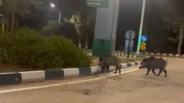 Çukurova Üniversitesi kampüsünde domuz baskını