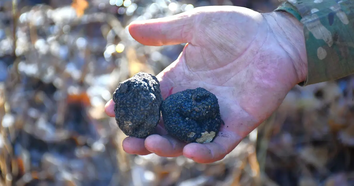 'Ormanların kara elması' olarak biliniyor: Ekonomik değeri yüksek, Bayburt'ta keşfedildi