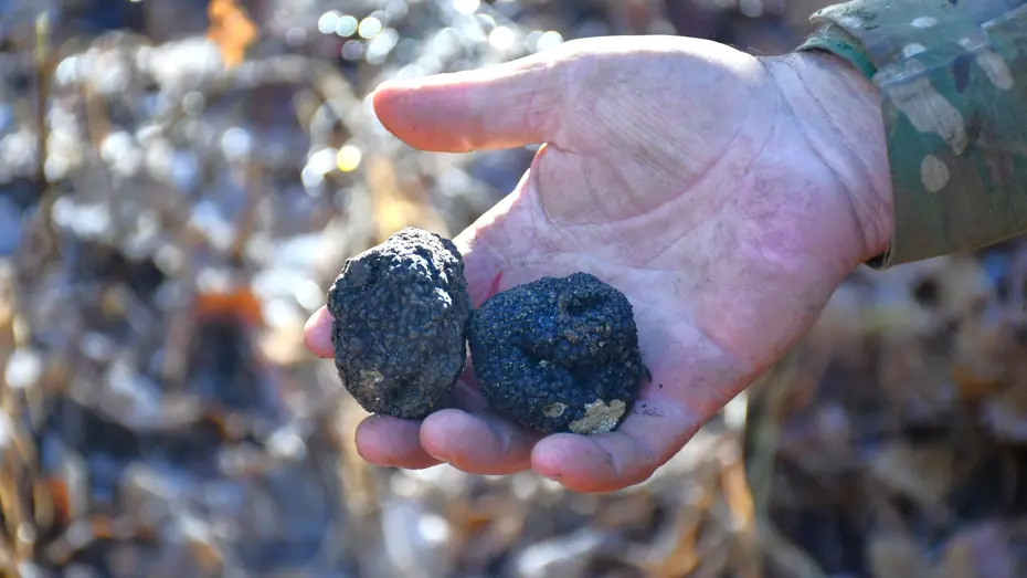 'Ormanların kara elması' olarak biliniyor: Ekonomik değeri yüksek, Bayburt'ta keşfedildi