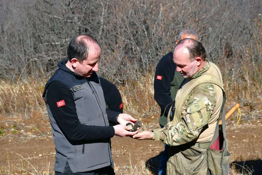 'Ormanların kara elması' olarak biliniyor: Ekonomik değeri yüksek, Bayburt'ta keşfedildi 2