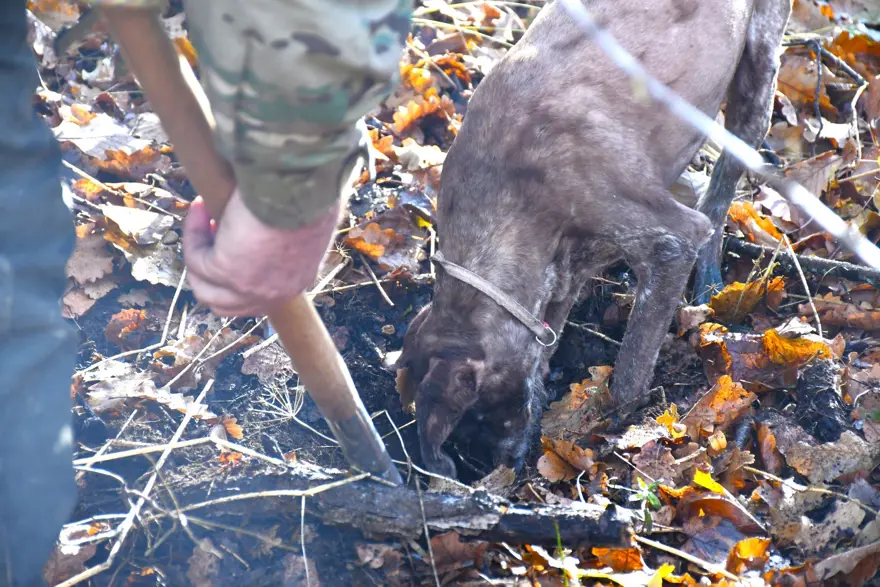 'Ormanların kara elması' olarak biliniyor: Ekonomik değeri yüksek, Bayburt'ta keşfedildi 