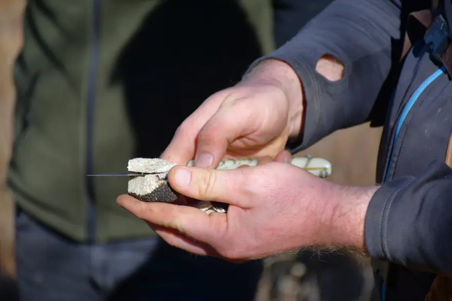 'Ormanların kara elması' olarak biliniyor: Ekonomik değeri yüksek, Bayburt'ta keşfedildi 1