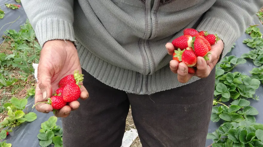 85 yaşındaki İbrahim dede bahçesindeki her şeyi ücretsiz dağıtıyor: ''Malım herkese helaldir'' 1