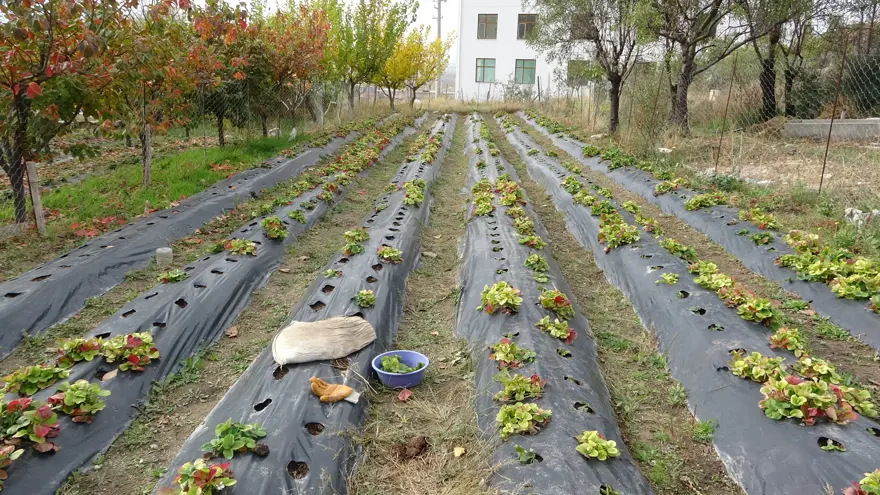 85 yaşındaki İbrahim dede bahçesindeki her şeyi ücretsiz dağıtıyor: ''Malım herkese helaldir'' 
