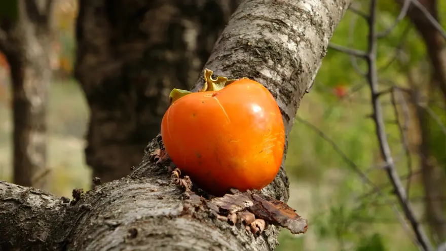 85 yaşındaki İbrahim dede bahçesindeki her şeyi ücretsiz dağıtıyor: ''Malım herkese helaldir'' 4