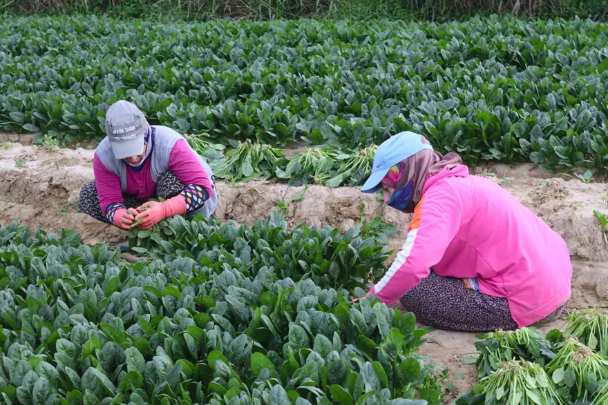 Pazarda kilosu 40 lirayı buluyor, kışın vazgeçilmez sebzesinde hasat zamanı 1