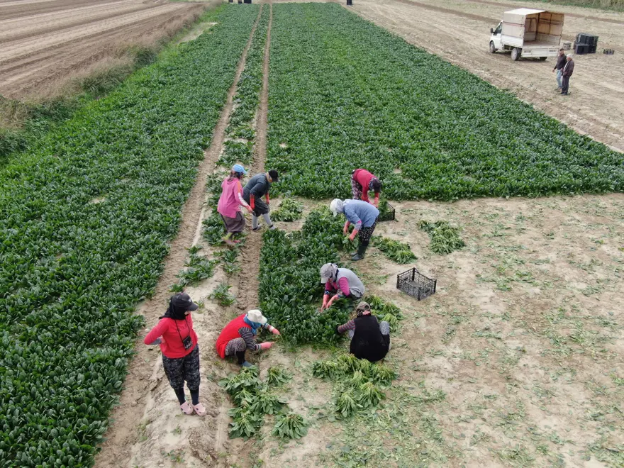 Pazarda kilosu 40 lirayı buluyor, kışın vazgeçilmez sebzesinde hasat zamanı 