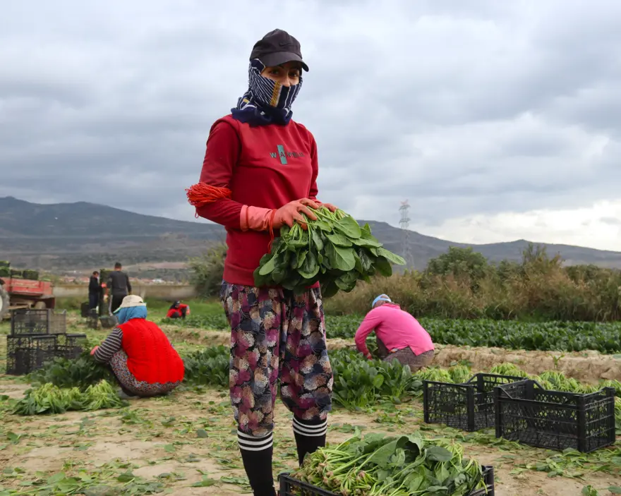 Pazarda kilosu 40 lirayı buluyor, kışın vazgeçilmez sebzesinde hasat zamanı 5