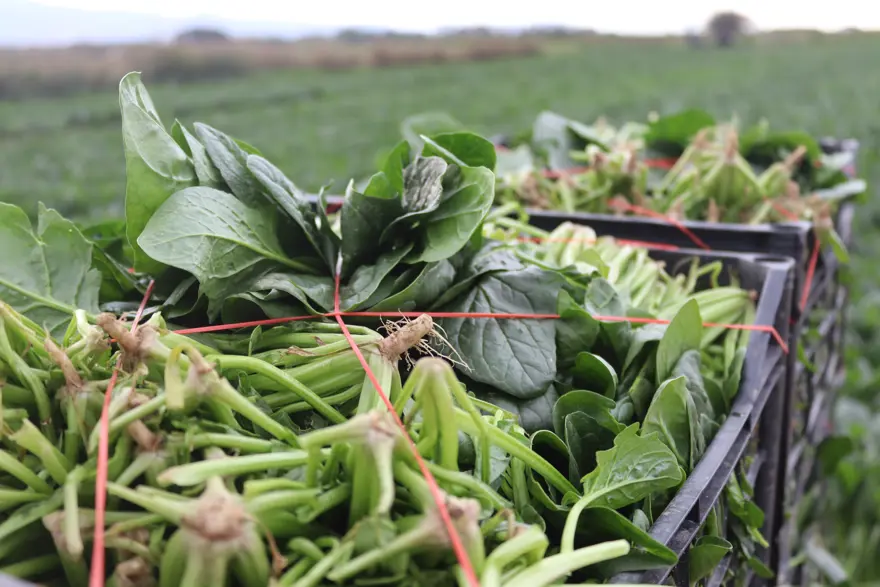 FİYAT FARKLARI EL YAKIYOR 3