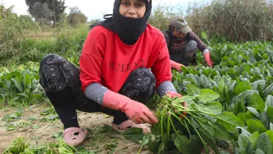 Pazarda kilosu 40 lirayı buluyor, kışın vazgeçilmez sebzesinde hasat zamanı