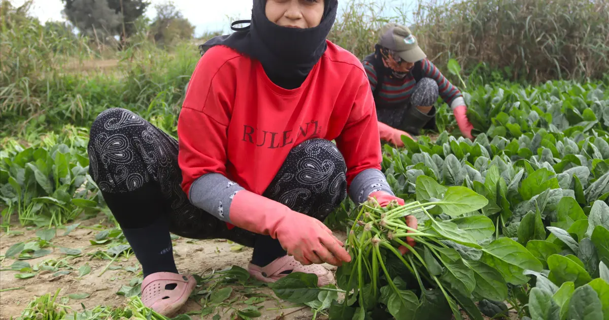 Pazarda kilosu 40 lirayı buluyor, kışın vazgeçilmez sebzesinde hasat zamanı