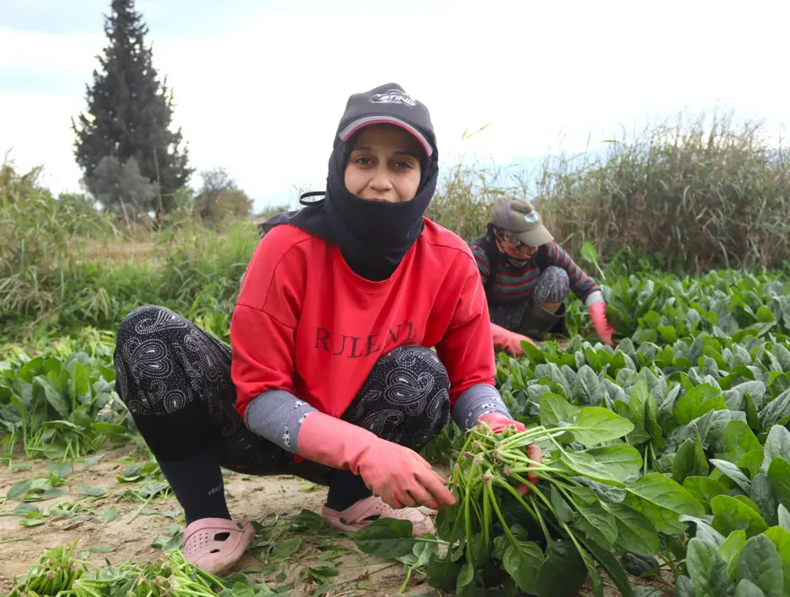Pazarda kilosu 40 lirayı buluyor, kışın vazgeçilmez sebzesinde hasat zamanı 4