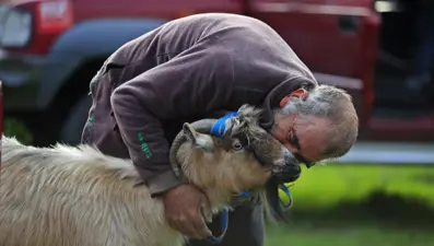 Bayram amcanın üç keçisini kurtlar yedi: 35 metrelik uçurumda bulundu 