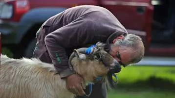 Bayram amcanın üç keçisini kurtlar yedi: 35 metrelik uçurumda bulundu