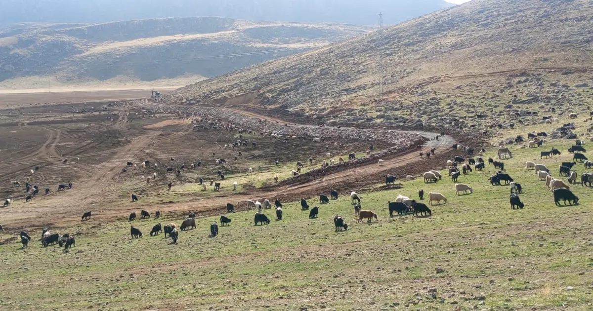 Siirt'teki Zirin Gölü doğal yaşamına kavuşuyor