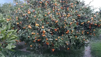 Söke'de zararlı popülasyonunda artış görüldü