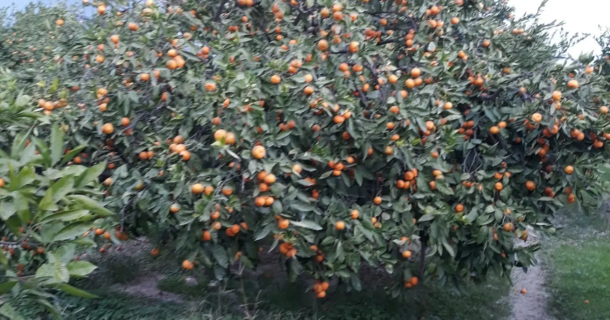 Söke'de zararlı popülasyonunda artış görüldü