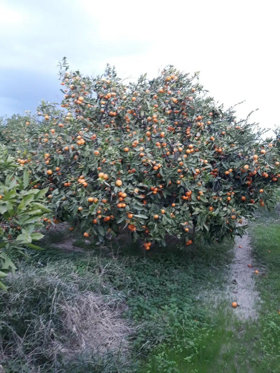 Söke'de zararlı popülasyonunda artış görüldü