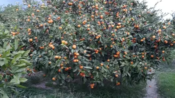 Söke'de zararlı popülasyonunda artış görüldü