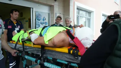 Mantar toplarken ayı saldıran imam yaralandı