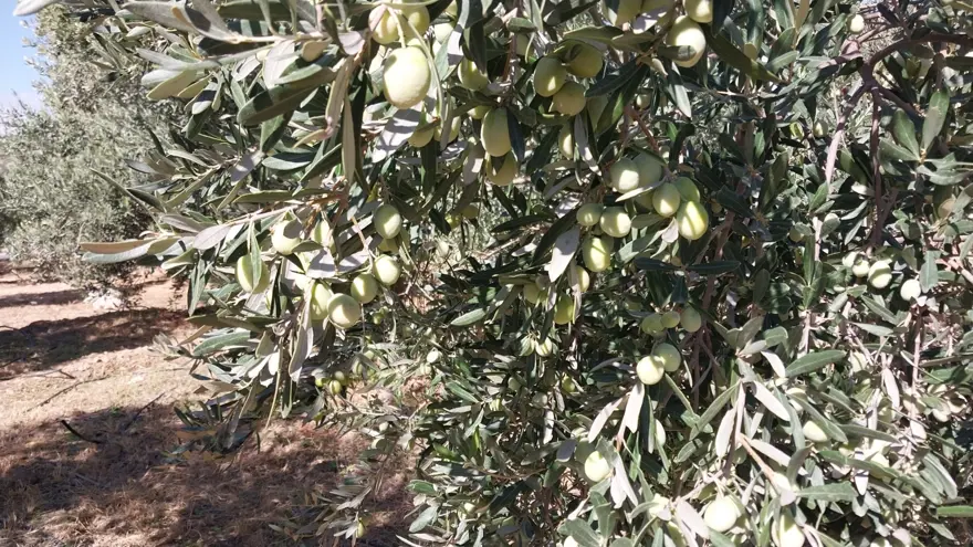 Sabahın erken saatlerinde toplanıyor. Şifa deposu besinin kilosu 30 liradan başlıyor 1 Sabahın erken saatlerinde toplanıyor. Şifa deposu besinin kilosu 30 liradan başlıyor 1