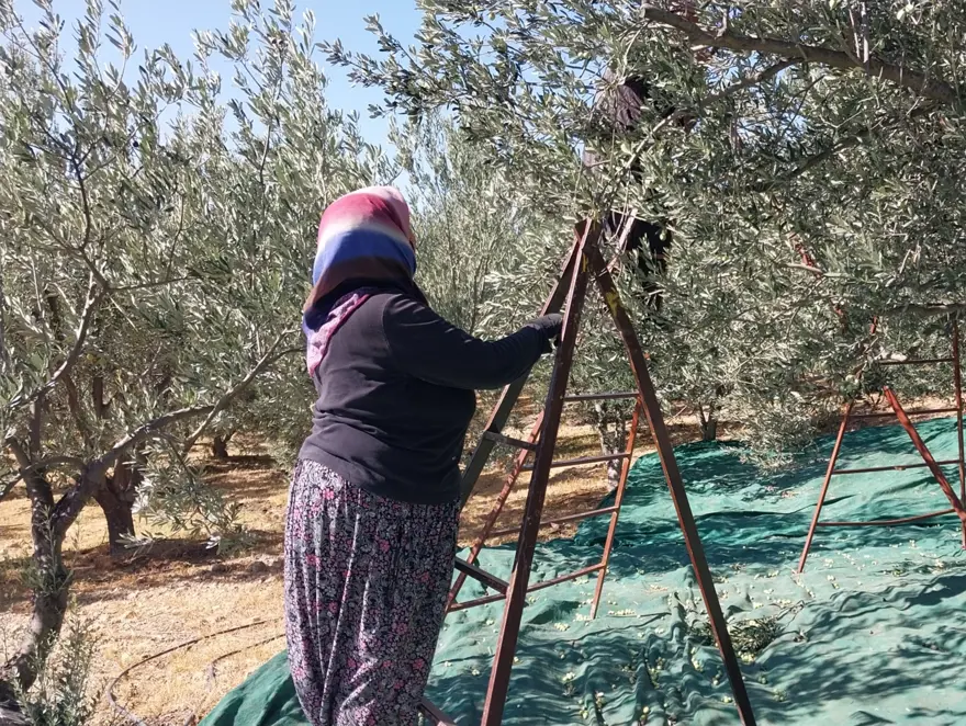 Sabahın erken saatlerinde toplanıyor. Şifa deposu besinin kilosu 30 liradan başlıyor Sabahın erken saatlerinde toplanıyor. Şifa deposu besinin kilosu 30 liradan başlıyor