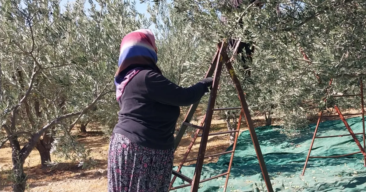 Sabahın erken saatlerinde dallardan toplanıyor. Şifa deposu besinin kilosu 30 liradan başlıyor