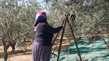 Sabahın erken saatlerinde dallardan toplanıyor. Şifa deposu besinin kilosu 30 liradan başlıyor