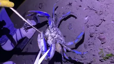 Samsun sahilinde kıyıya vurdu: Karadeniz'de nadir görülen bir tür, uzmanlar uyardı