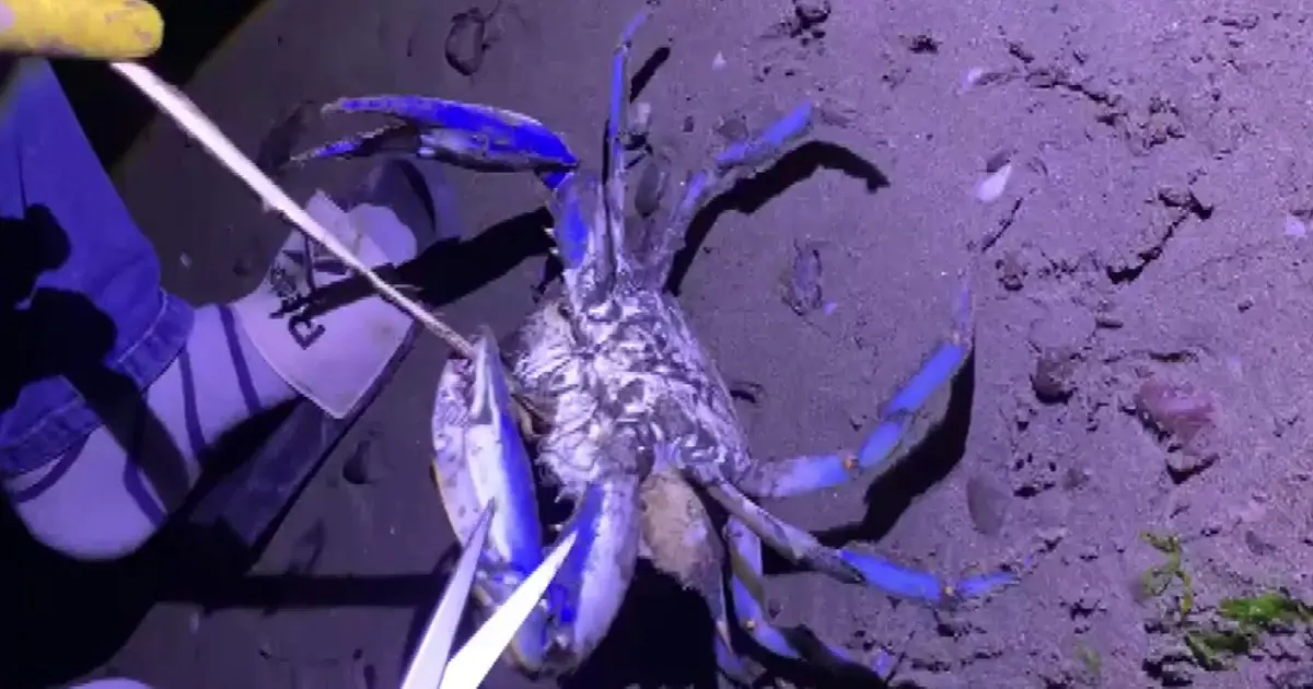 Samsun sahilinde kıyıya vurdu: Karadeniz'de nadir görülen bir tür, uzmanlar uyardı