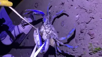 Samsun sahilinde kıyıya vurdu: Karadeniz'de nadir görülen bir tür, uzmanlar uyardı