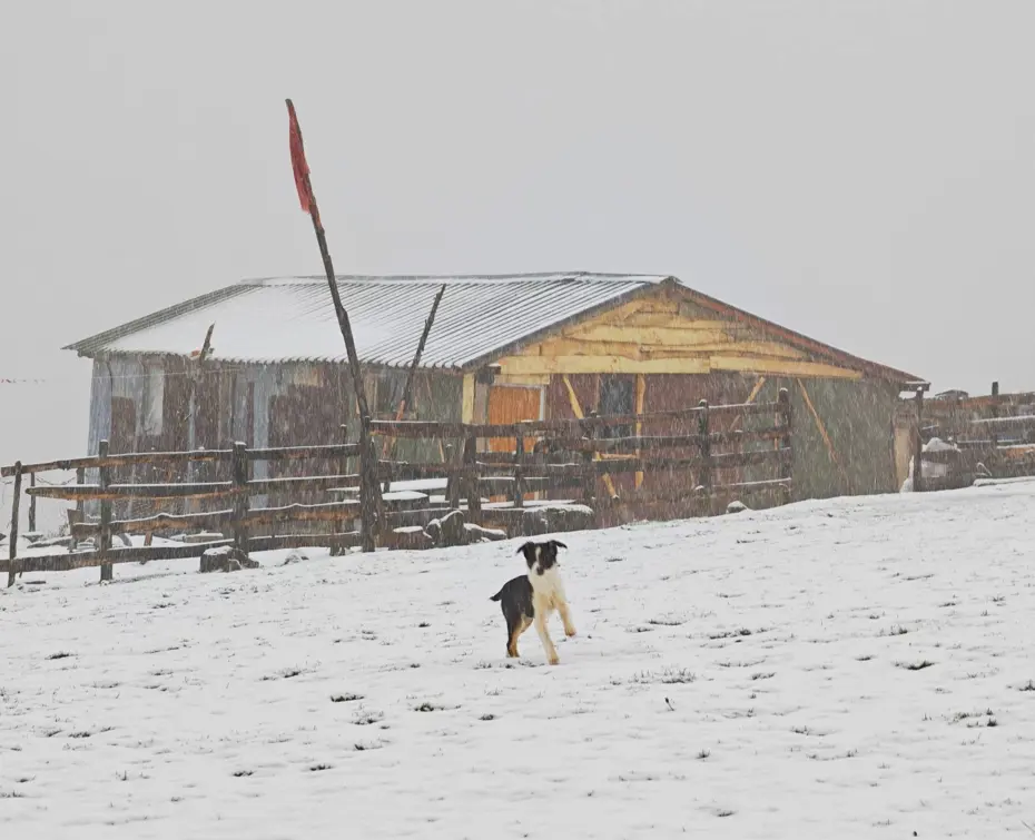 Ordu'nun yükseklerinde kar yağışı