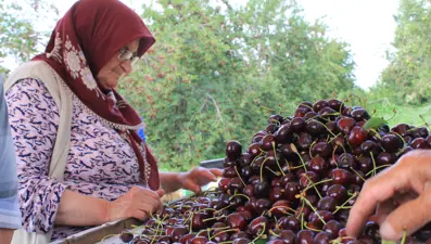 Kokteyl ve pasta yapımında kullanılıyor: Afyonkarahisar'dan dünyaya satılıyor