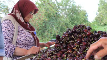 Kokteyl ve pasta yapımında kullanılıyor: Afyonkarahisar'dan dünyaya satılıyor