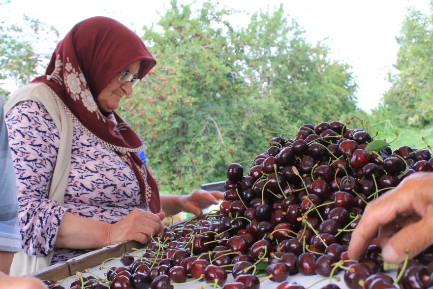 Kokteyl ve pasta yapımında kullanılıyor: Afyonkarahisar'dan dünyaya satılıyor Kokteyl ve pasta yapımında kullanılıyor: Afyonkarahisar'dan dünyaya satılıyor