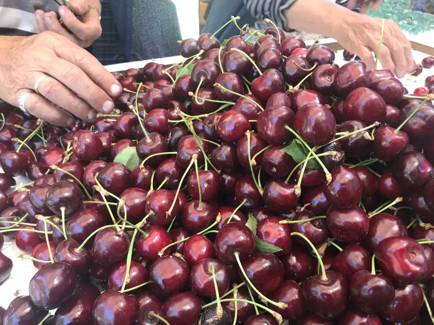 Kokteyl ve pasta yapımında kullanılıyor: Afyonkarahisar'dan dünyaya satılıyor 3 Kokteyl ve pasta yapımında kullanılıyor: Afyonkarahisar'dan dünyaya satılıyor 3