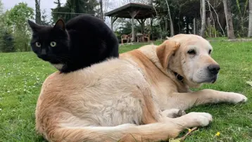 Kedi köpek maması ihracatı bin tonu geçti