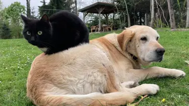 Kedi köpek maması ihracatı bin tonu geçti