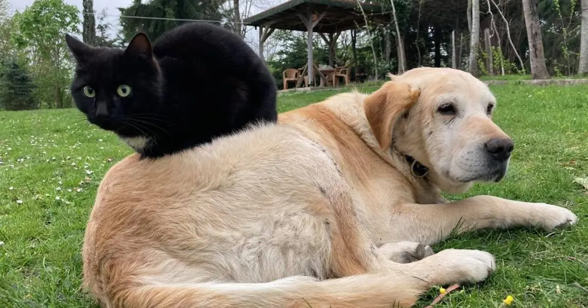 Kedi köpek maması ihracatı bin tonu geçti