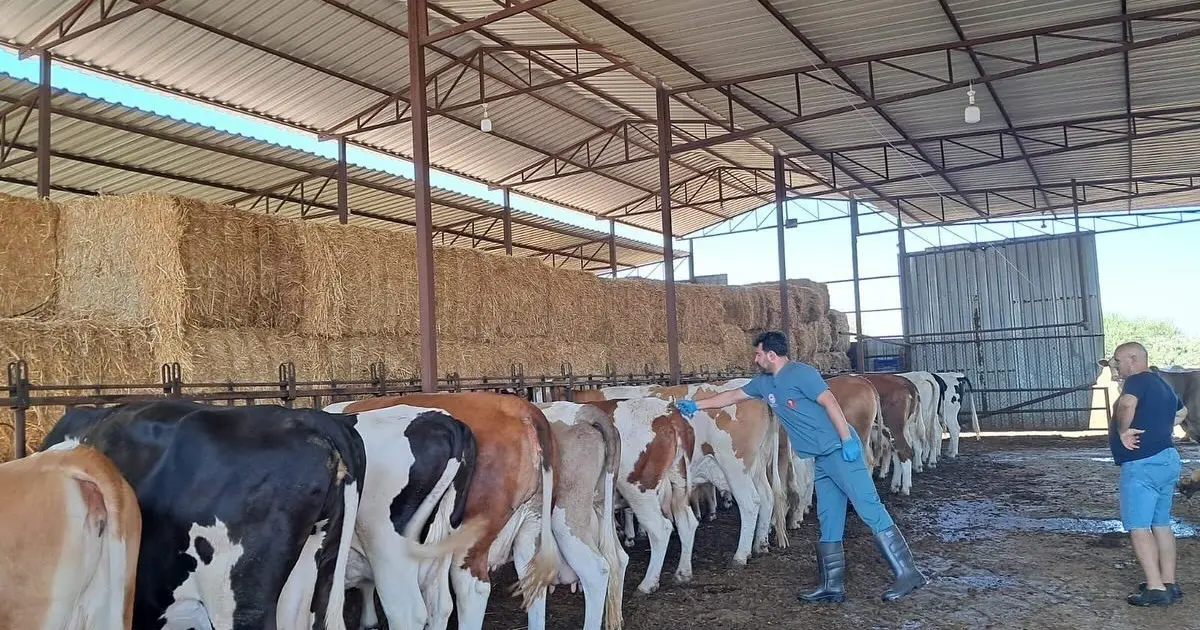 Riskli mahallelerde şap aşısı çalışmaları hızlandırıldı