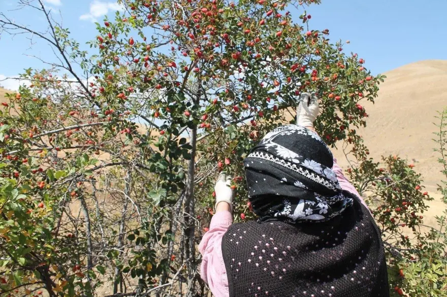 Yöre halkı "Bin derde deva" diyor: "Kırmızı hazine" eldivenle, zahmetle toplanıyor 2