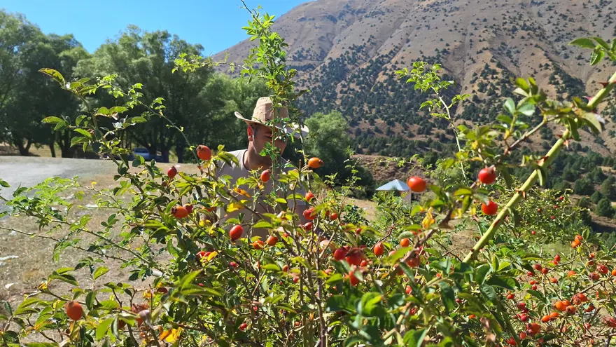 Yöre halkı "Bin derde deva" diyor: "Kırmızı hazine" eldivenle, zahmetle toplanıyor 