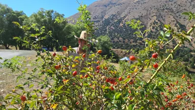 Yöre halkı "Bin derde deva" diyor: "Kırmızı hazine" eldivenle, zahmetle toplanıyor