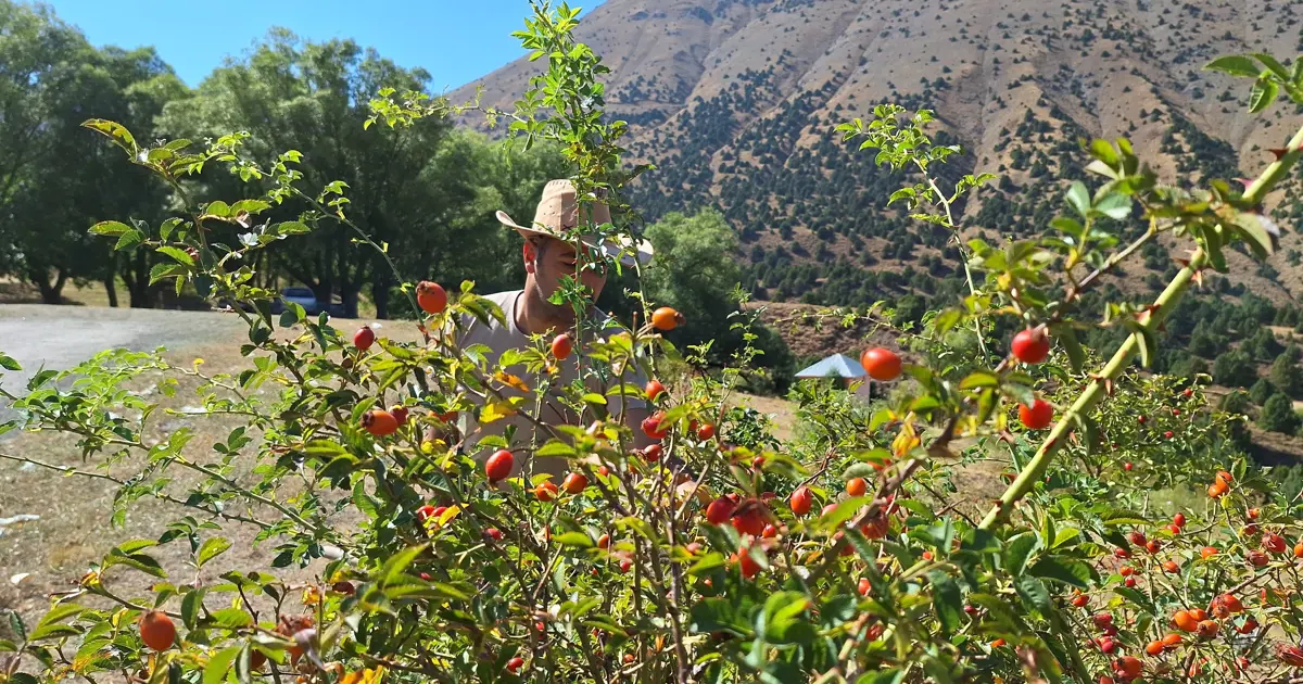 Yöre halkı "Bin derde deva" diyor: "Kırmızı hazine" eldivenle, zahmetle toplanıyor