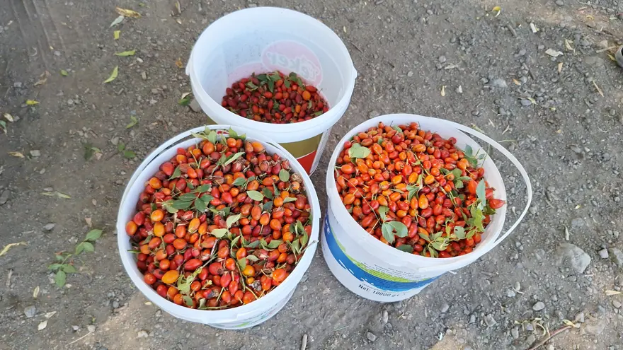 Yöre halkı "Bin derde deva" diyor: "Kırmızı hazine" eldivenle, zahmetle toplanıyor 1