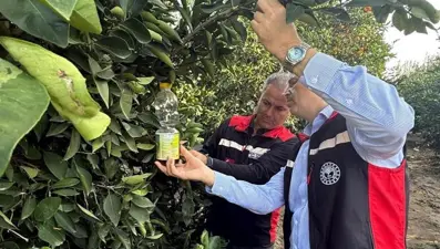 Adana'da narenciye hasadı başladı, çiftçiler Akdeniz meyve sineğiyle mücadele ediyor