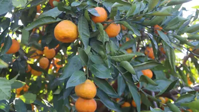 Hasat başladı: Halde 15, pazarda 50 TL'ye görücüye çıktı