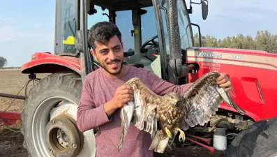 Tarladaki işini bıraktı uçamayan şahinin yardımına koştu